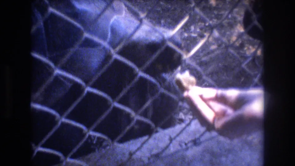 A hand extends food near a chain-link fence, with a dark animal-like form or enclosure shadow visible behind the barrier in the 1977 Honolulu footage.