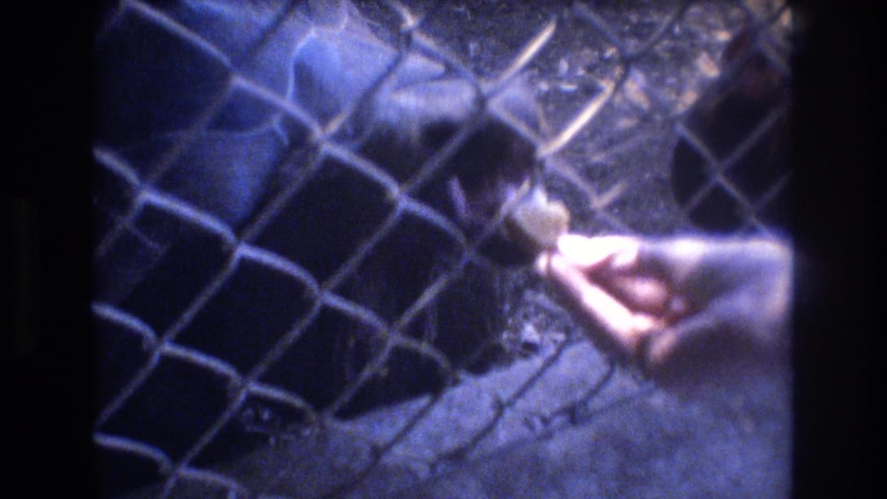 In 1977 Honolulu 8mm home-movie footage, a hand reaches through a chain-link fence to feed a tortoise in a shaded outdoor enclosure.