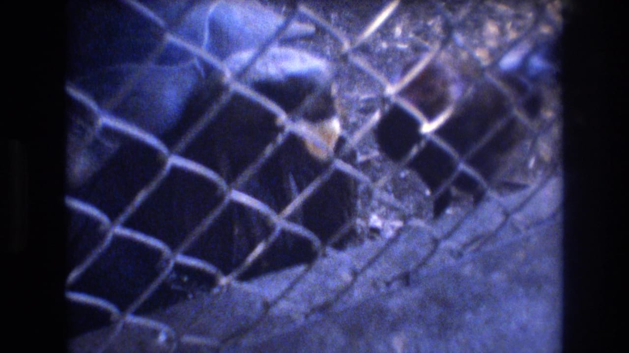 A tortoise remains behind a chain-link fence after the food has been taken or withdrawn.
