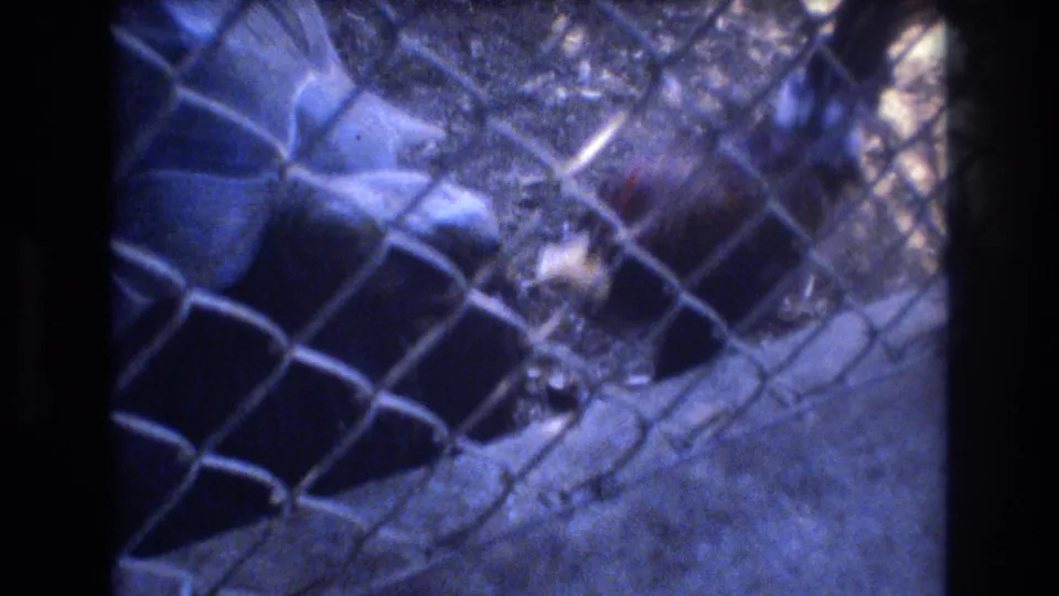 A small bird appears near the tortoise inside the fenced area, suggesting the brief food-stealing moment described in the clip metadata.