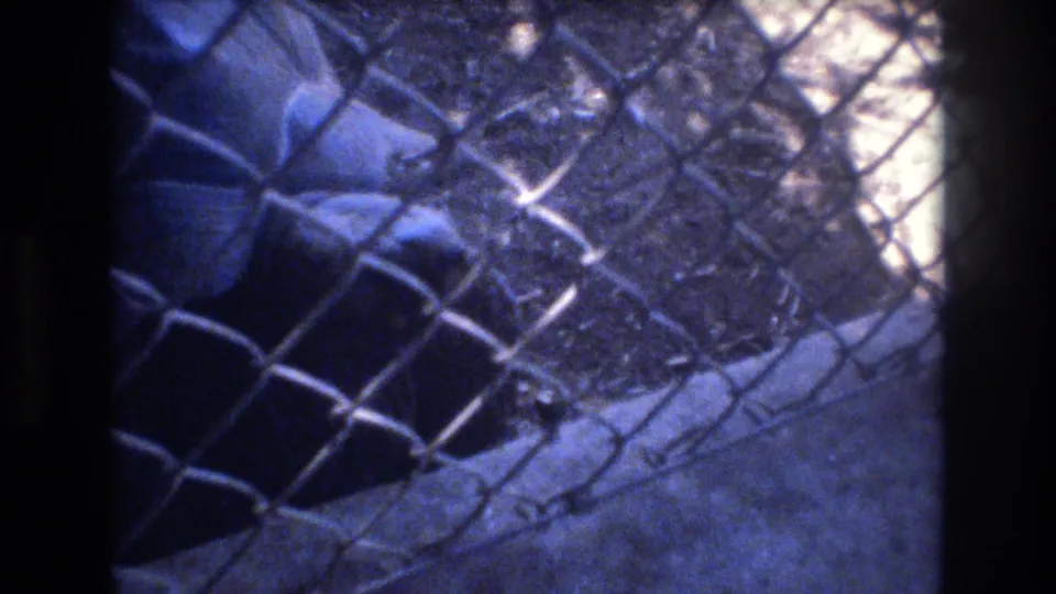 The final frame shows the tortoise behind chain-link fencing in a blue-tinted 8mm home-movie view, with no human face or branding visible.