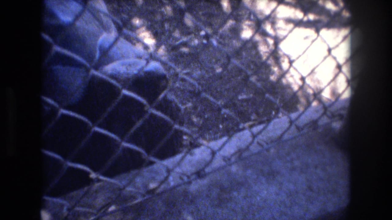 1977 Honolulu 8mm frame looking through chain-link fencing toward an outdoor animal enclosure with dirt ground and trees beyond.