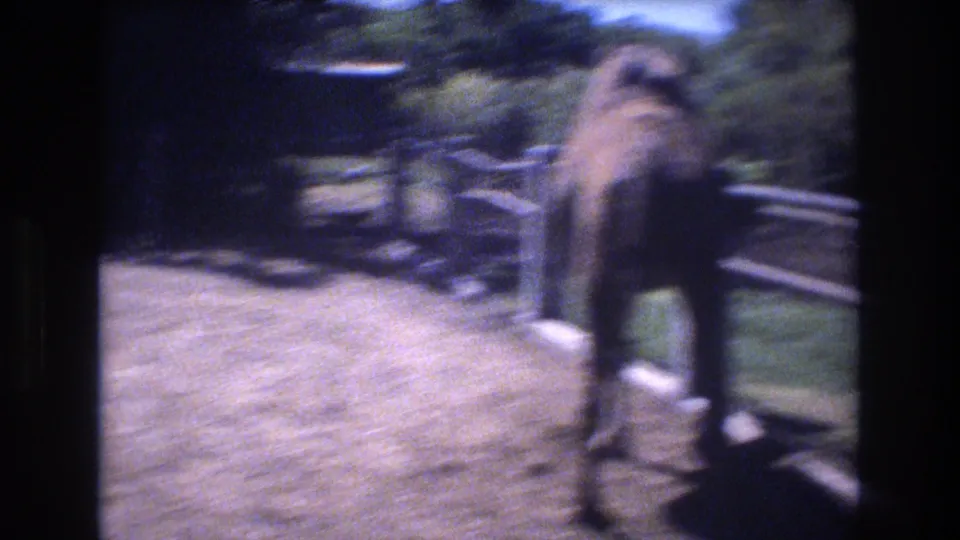 1977 Honolulu home-movie frame of a camel standing in a fenced dirt enclosure bordered by metal railings and greenery.