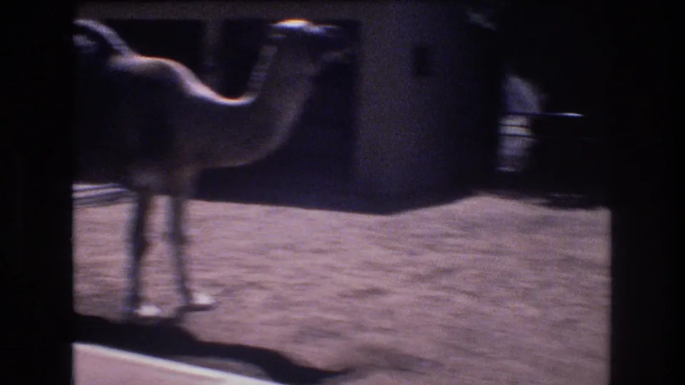 1977 Honolulu 8mm frame showing a camel partly cropped at left in a shaded fenced enclosure with dirt ground and strong film grain.