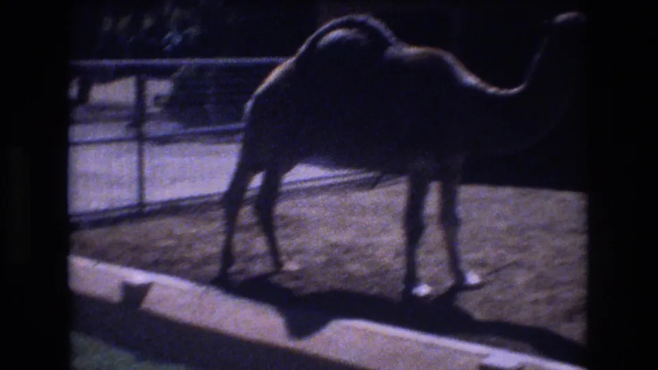 1977 Honolulu home-movie frame of a camel standing in profile near fencing and a low curb, rendered with dark exposure and blue-toned 8mm texture.