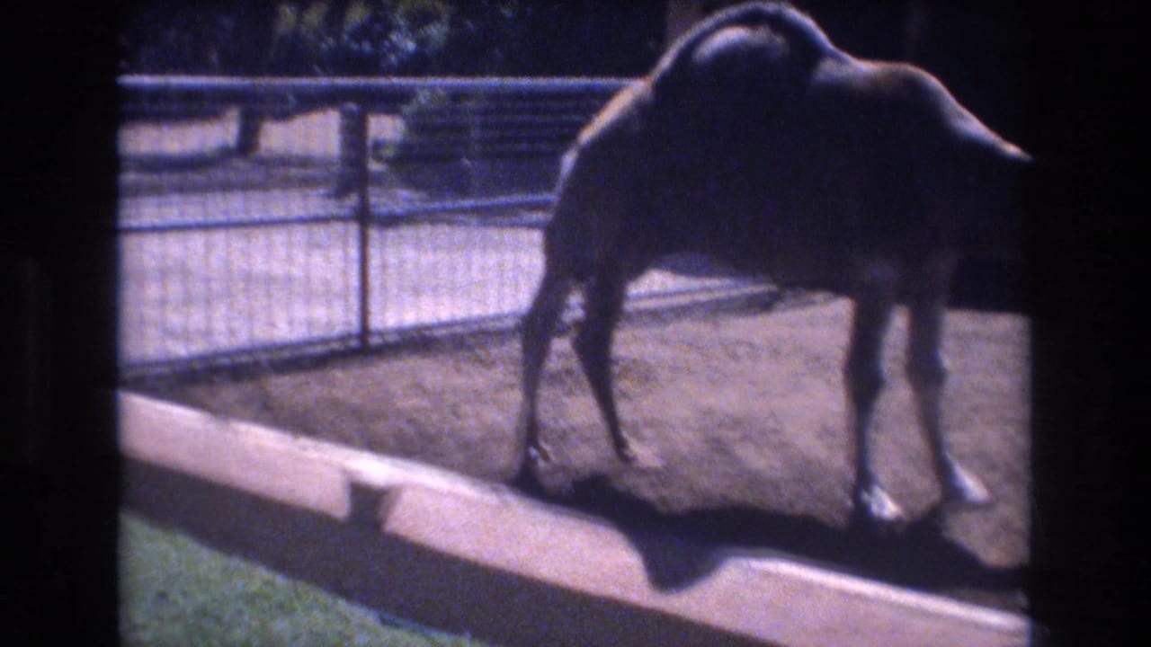 A single-humped camel stands in profile inside a small sandy enclosure in 1977 Honolulu 8mm home-movie footage.