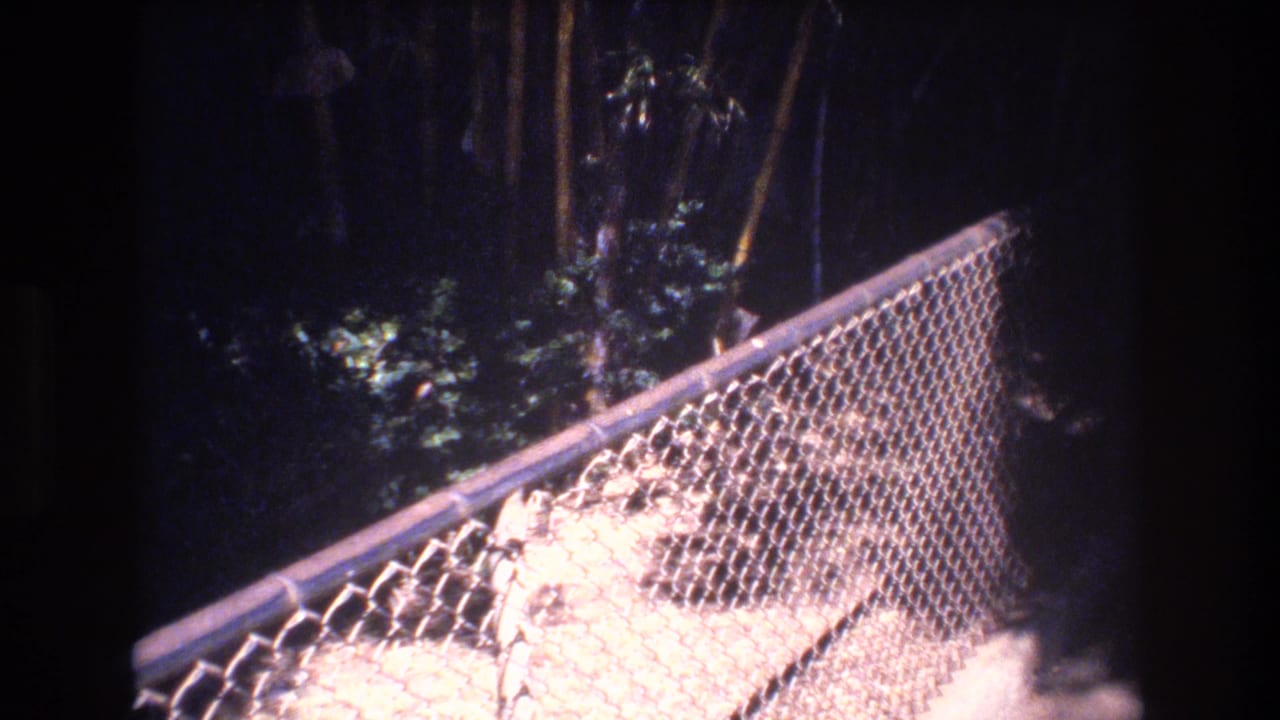 Chain-link fence and shaded foliage beside an animal enclosure.