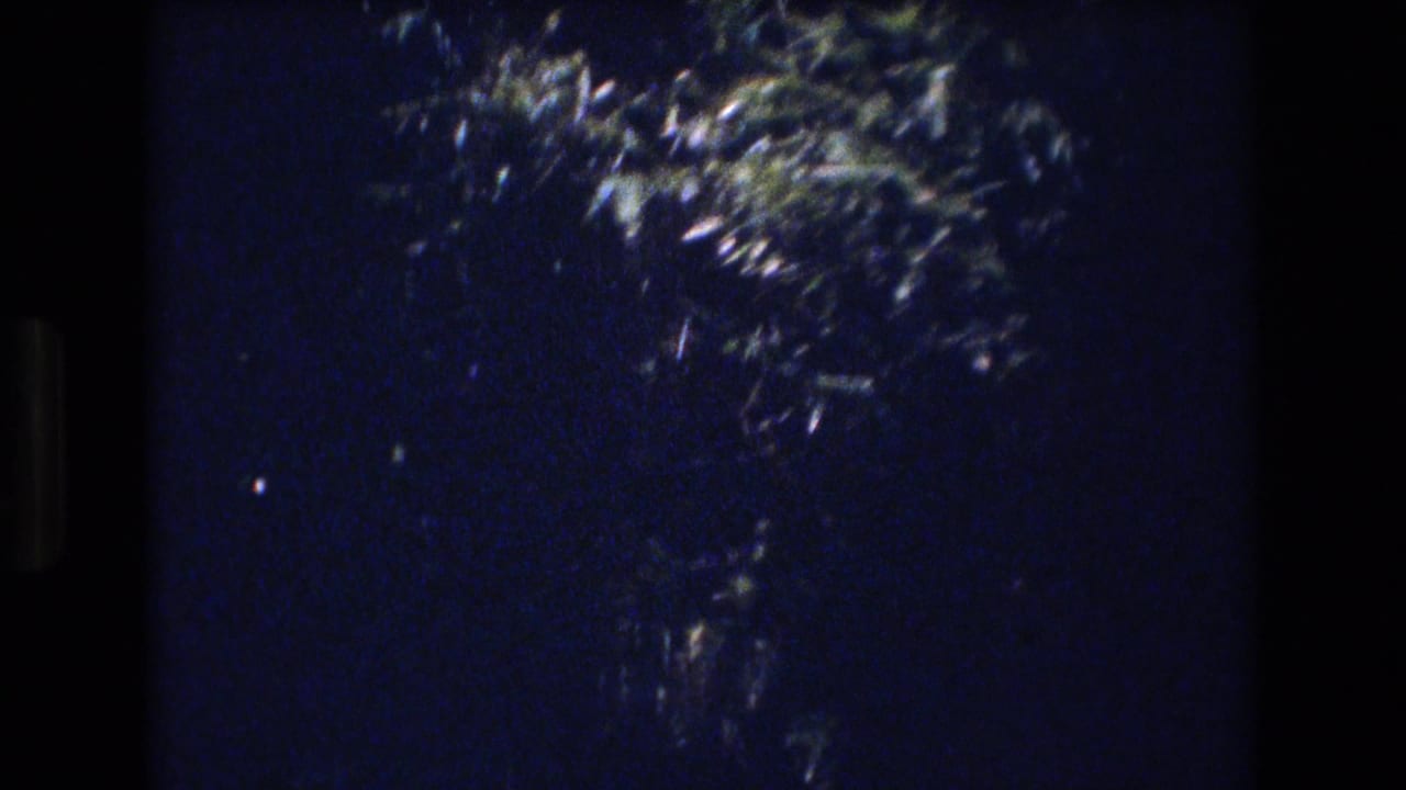 Dark leafy branches move across a deep blue sky in 1977 Honolulu 8mm home-movie footage.