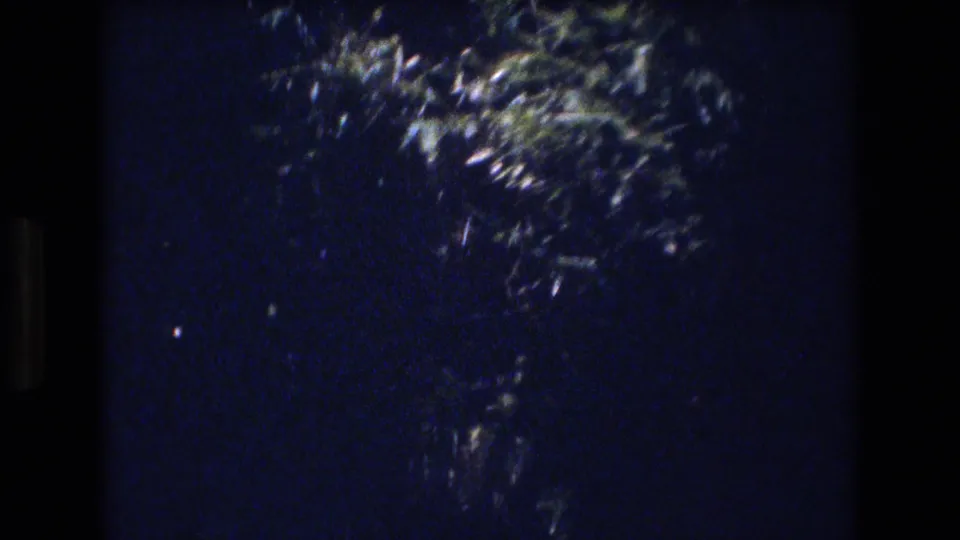 Dark leafy branches move across a deep blue sky in 1977 Honolulu 8mm home-movie footage.