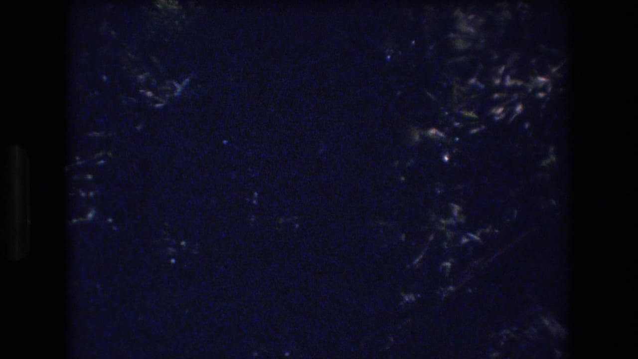 Sparse dark foliage and blue sky with heavy film grain.