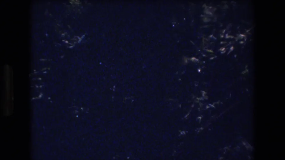 Sparse foliage appears in a dark, grainy upward view of blue sky from the Honolulu home-movie clip.