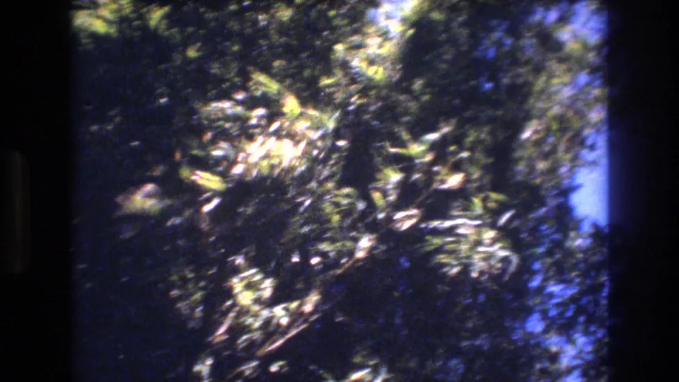 Sunlit leaves and branches fill the handheld frame as wind shakes the tree canopy in Honolulu.