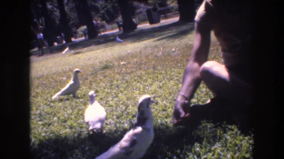 1977 Honolulu home-movie frame showing a partially visible crouching person on sunlit grass feeding or reaching toward several white pigeons in a park setting.