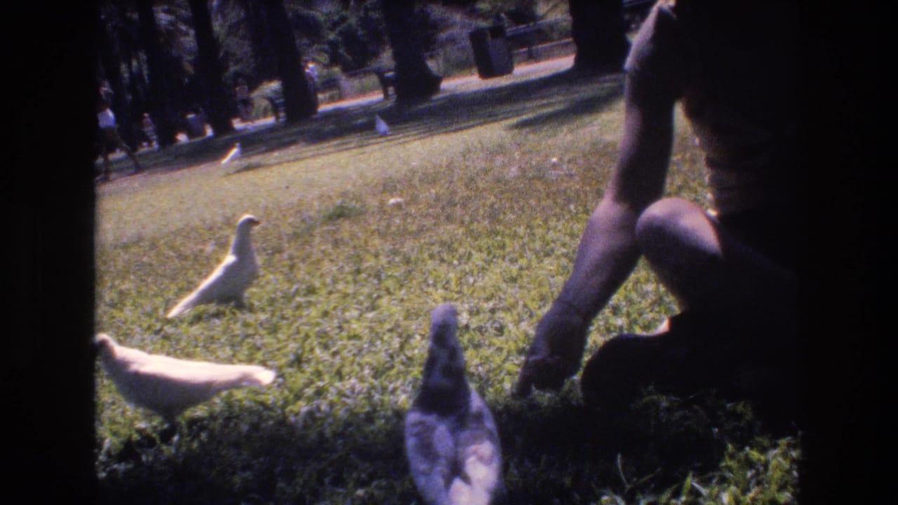 1977 Honolulu 8mm frame showing a seated adult on the grass with white and grey pigeons nearby in a shaded public park setting.