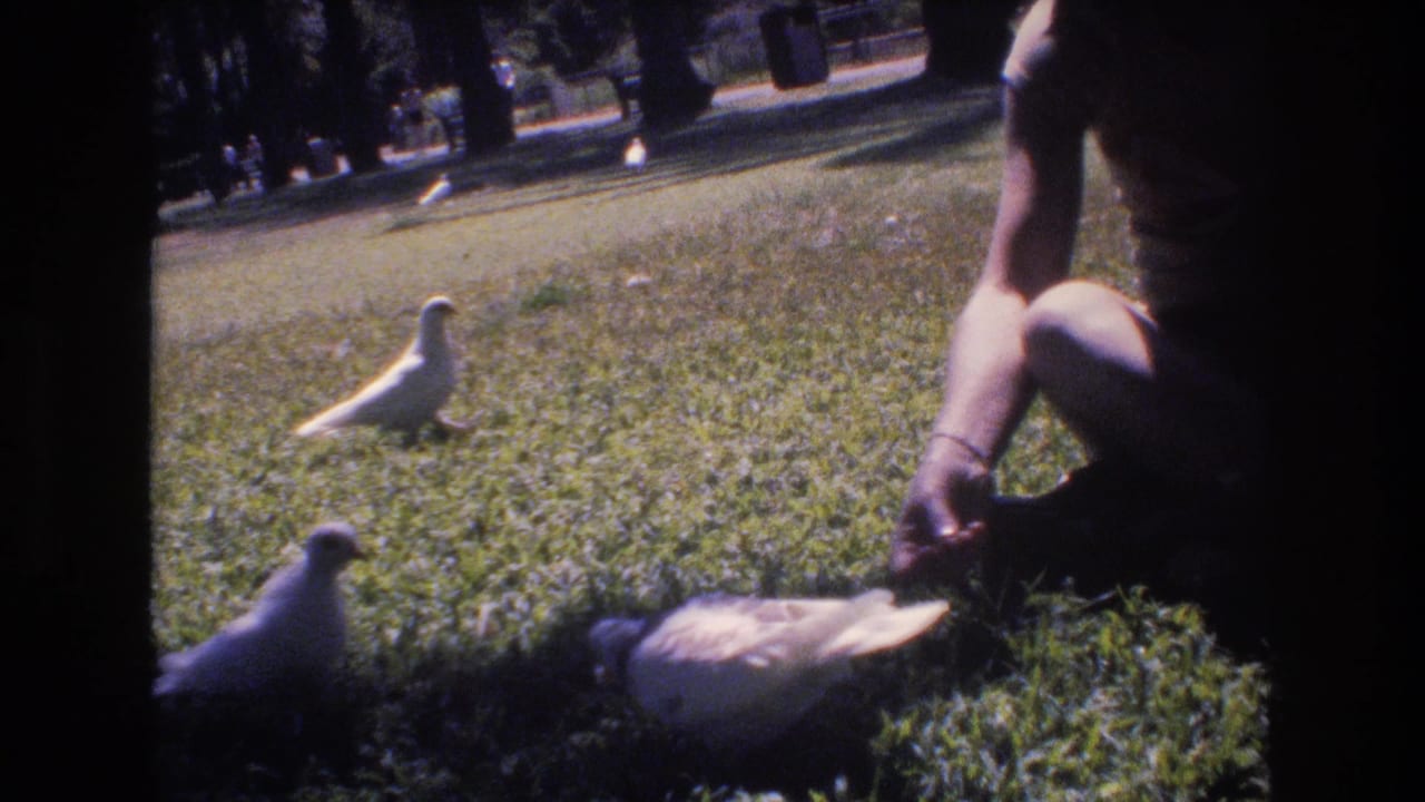 Pigeons gather near a seated person on a grassy park lawn.