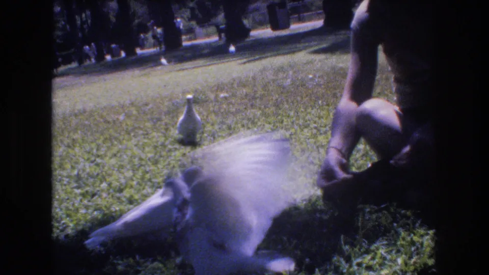 1977 Honolulu 8mm frame showing a pigeon with blurred wings in the foreground as another bird and a seated adult remain on the grassy park lawn.