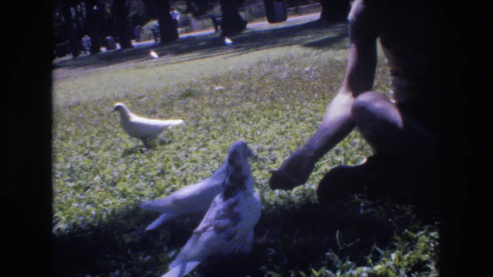 1977 Honolulu home-movie frame with white and grey pigeons close to the camera while a seated adult remains partly cropped in the shaded grass.