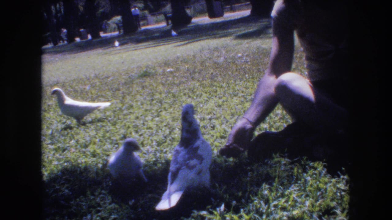 In metadata-supported 1977 Honolulu home-movie footage, a seated person extends a hand toward pigeons on a sunlit grassy park lawn.