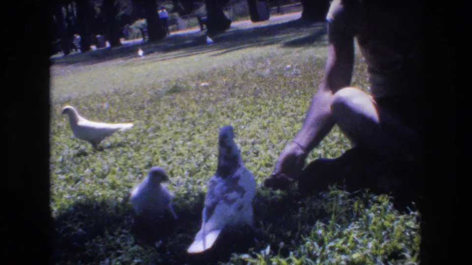 In metadata-supported 1977 Honolulu home-movie footage, a seated person extends a hand toward pigeons on a sunlit grassy park lawn.