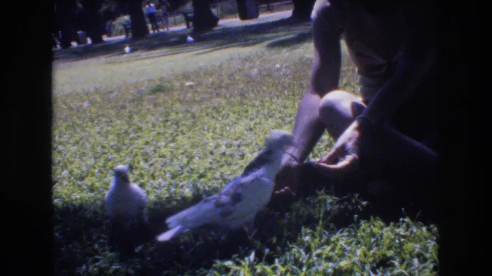 A seated person in shorts reaches toward pigeons feeding on grass in a Honolulu park scene from the 1977 8mm home movie metadata.