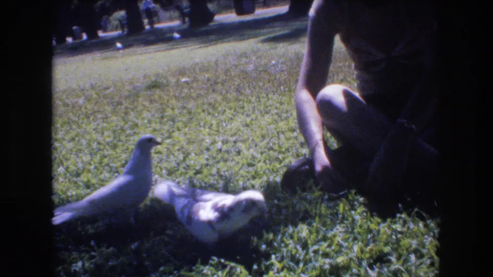 Two pigeons stand and feed on the grassy lawn beside a seated person in metadata-supported 1977 Honolulu park footage.