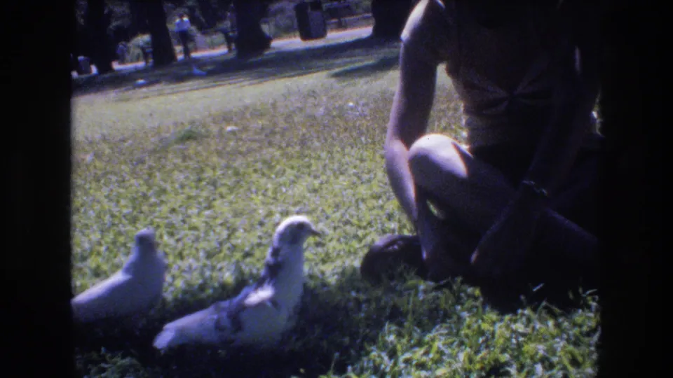 At the end of the clip, a seated person watches two pigeons on a sunlit grassy lawn in the Honolulu 1977 home-movie scene.