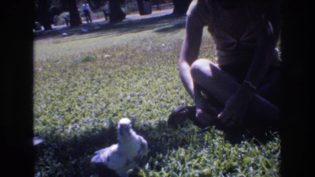 In a 1977 Honolulu 8mm home-movie frame, a seated person on a sunny park lawn faces a white pigeon near the lower left of the frame.