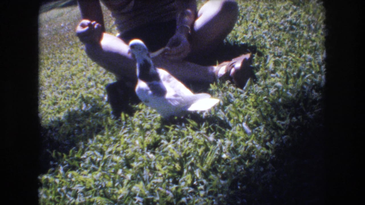 Two pigeons stand close to a seated person on a grassy lawn.