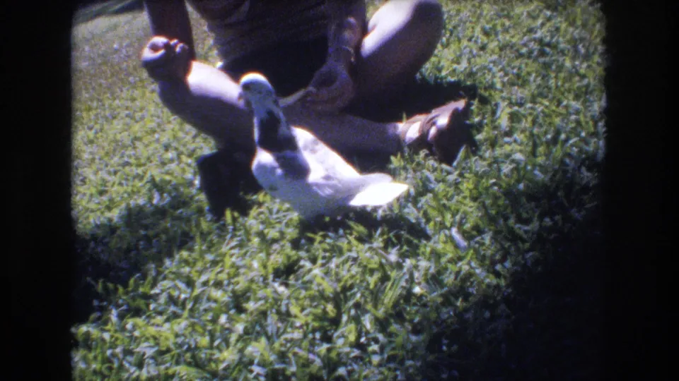 A white pigeon and a darker pigeon approach a seated person on a sunlit Honolulu park lawn in this 1977 8mm frame.