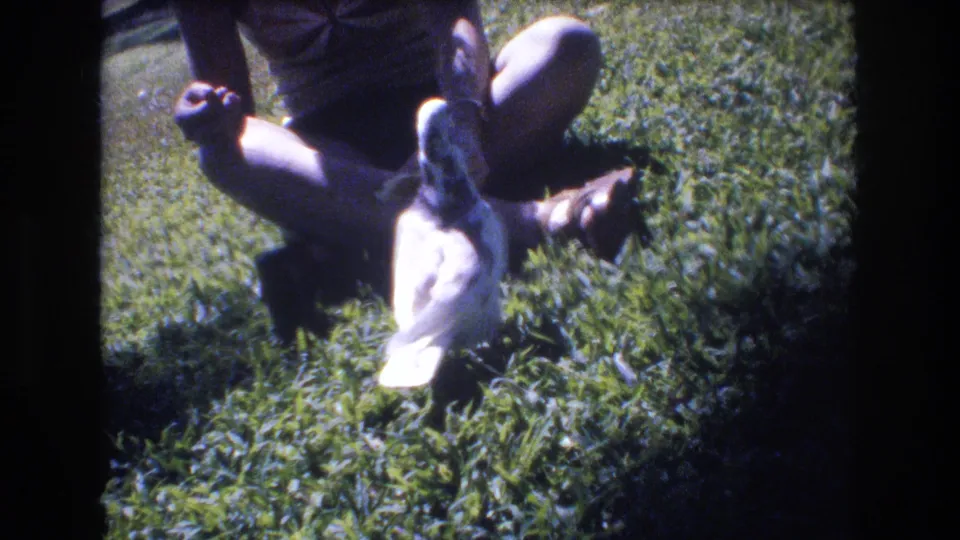 The white pigeon stands near the seated person's legs as the person appears to hold or offer food on the grass in a 1977 Honolulu park scene.