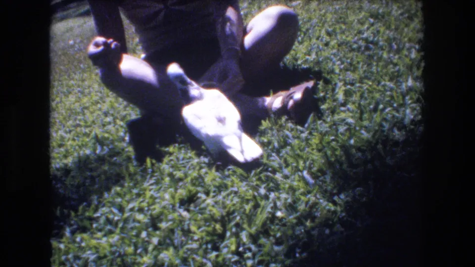 A white pigeon lowers toward the lawn near the seated person's knees, suggesting it is pecking at food in the 1977 Honolulu 8mm home-movie footage.