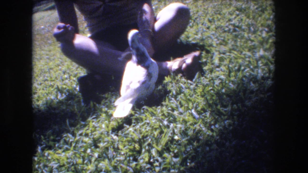 In 1977 Honolulu home-movie footage, a white pigeon with darker head markings stands close to a seated person’s hand on bright green grass.