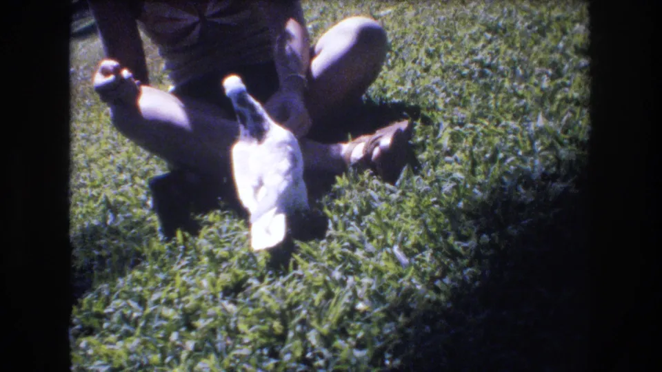 The white pigeon faces the seated person on a sunlit grassy lawn, with the person’s legs and hand partly visible in the 8mm frame.