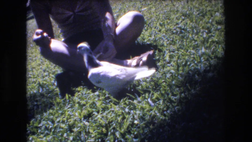 The pigeon lowers its head near the seated person’s hand, appearing to peck at food on the grass in the 1977 Honolulu home-movie scene.