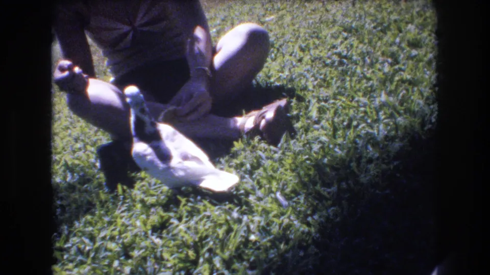 The white pigeon turns beside the seated person on the lawn, with its pale body and darker head markings visible against the green grass.