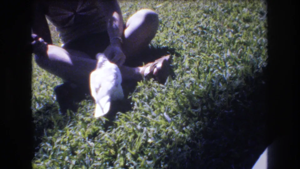 The pigeon remains on the lawn near the seated person’s outstretched hand in the Honolulu 1977 outdoor home-movie scene.