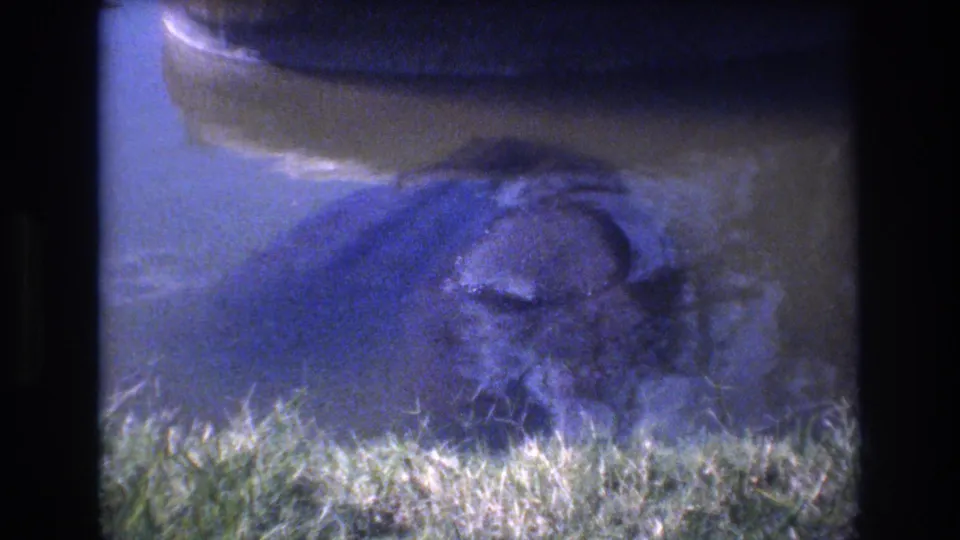 1977 8mm frame from Honolulu showing a rounded unidentified form low in the water, with grass in the foreground and heavy film grain.