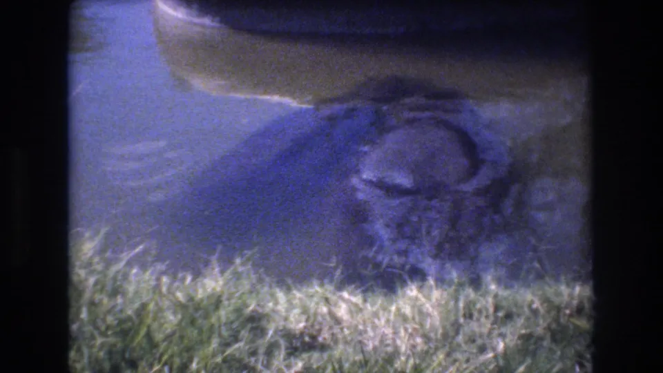Blue-tinted 8mm Honolulu frame with an unidentified aquatic animal-like form partly submerged beside bright grass and a dark shape above the water.