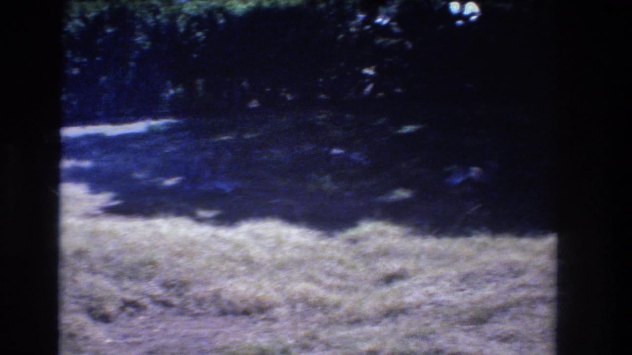 Dry grass in sunlight below a dark shaded area and dense foliage.
