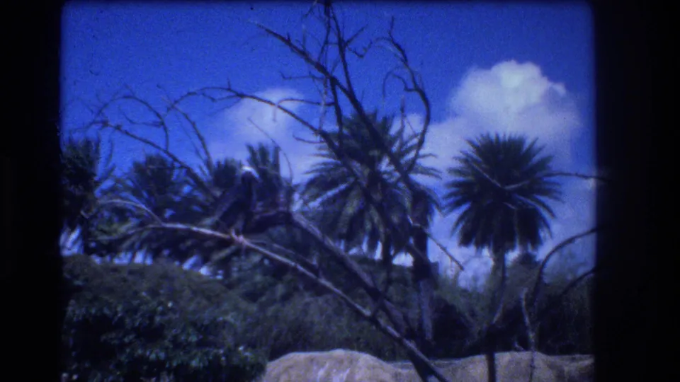 1977 Honolulu 8mm frame looking upward toward palm trees, bare branches, shrubs, blue sky, and white clouds.