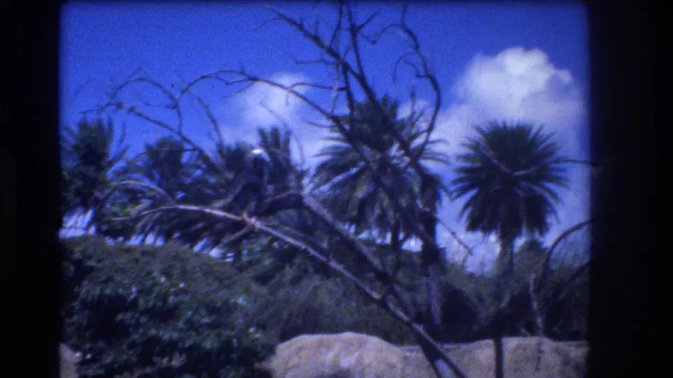1977 Honolulu home-movie frame with palm crowns, leafless branches, dense shrubs, a pale rock or wall, and clouds in blue sky.