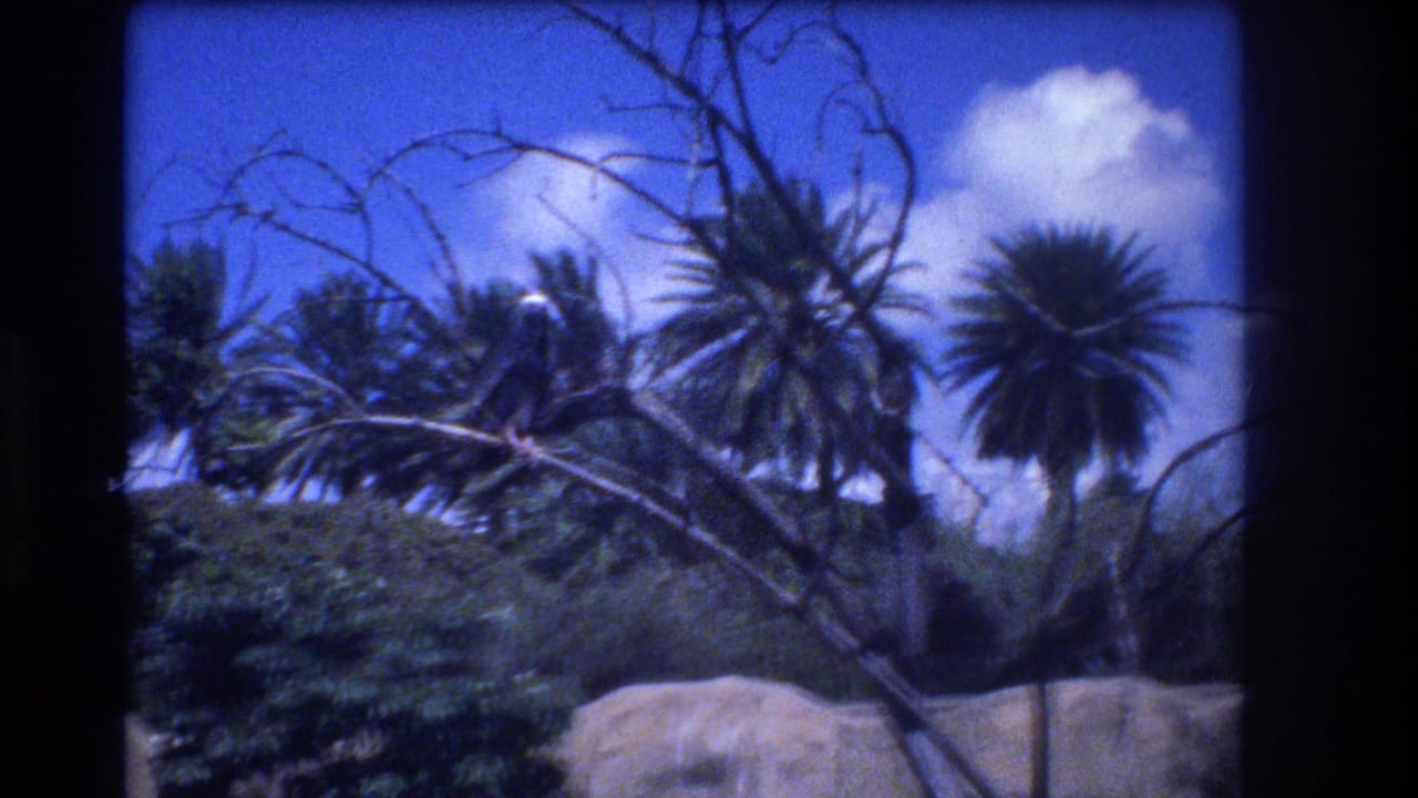 1977 Honolulu home-movie frame showing palm trees, bare foreground branches, shrubs, pale rocks, blue sky, and a white cloud in a tropical landscaped setting.