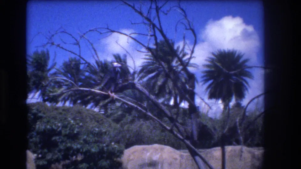 1977 Honolulu home-movie view of palm trees, dense greenery, pale rocks, bare branches, and a bright blue sky with a small white cloud.
