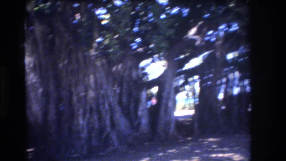 Home-movie frame from Honolulu showing a large tree trunk or banyan-like root mass, deep shade, and bright openings through the park beyond.