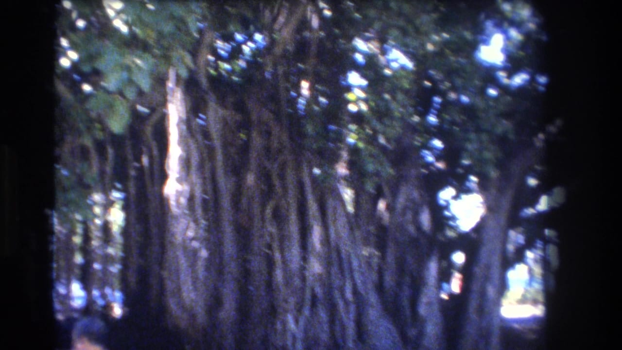 Large banyan tree in Honolulu, Hawaii, with hanging aerial roots, dense foliage, and soft 1970s 8mm home-movie color.