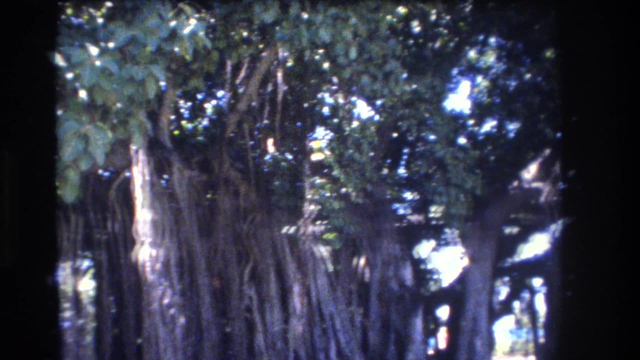 Banyan tree canopy and aerial roots seen from a handheld angle.