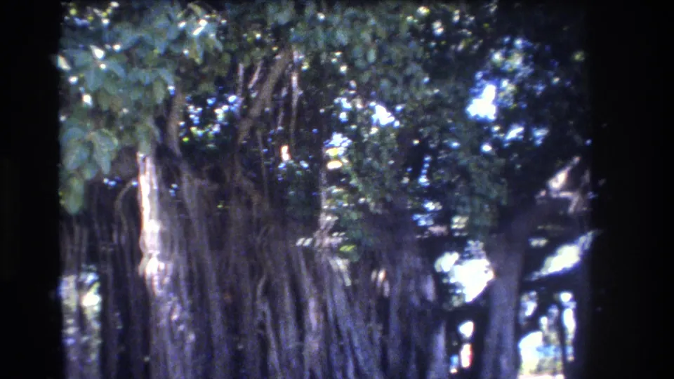 Handheld 8mm view of a large Honolulu banyan tree, showing aerial roots, leafy canopy, and bright patches of sunlight through the branches.