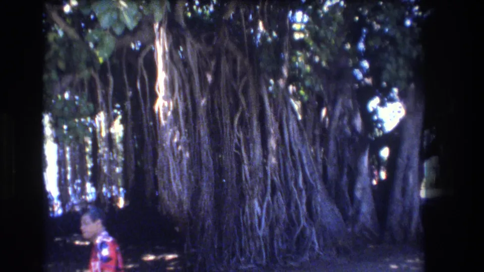 Large Honolulu banyan tree with thick hanging roots and a partly visible adult in a red patterned shirt near the lower edge of the 1970s home-movie frame.