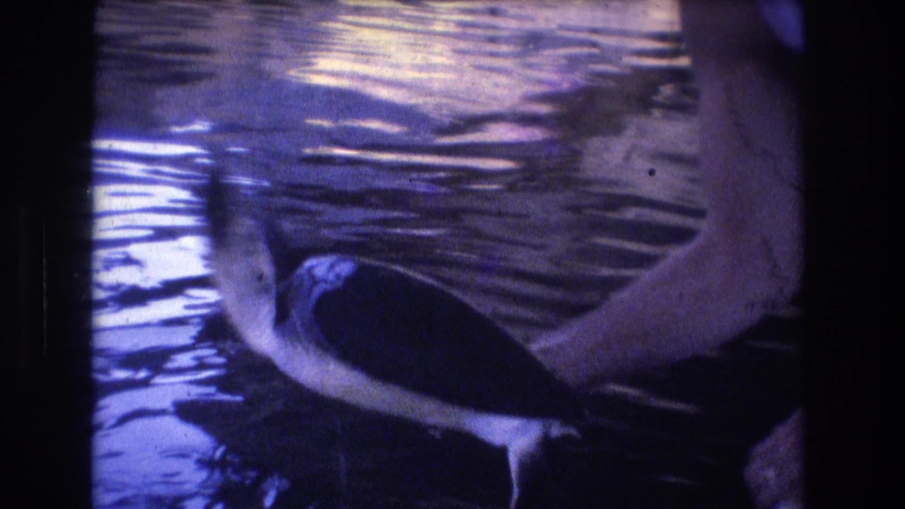 A hand holds a sea turtle at the surface of rippling water.