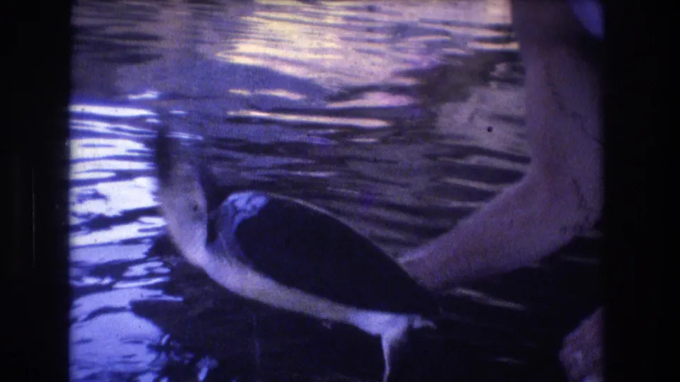 In 1977 Honolulu, Oahu home-movie footage, a person's arm holds a dark-shelled sea turtle partly above reflective water with strong blue-purple film tint.